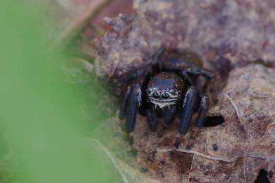 <i>Evarcha arcuata</i>