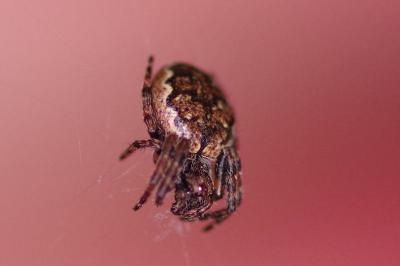 <i>Nuctenea umbratica</i>