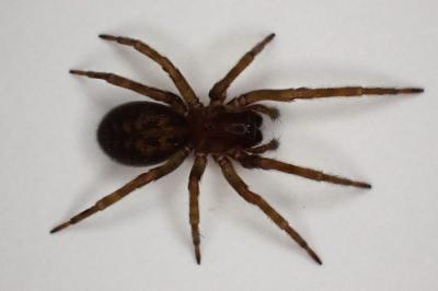 <i>Amaurobius</i>