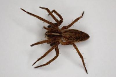 <i>Pisaura mirabilis</i>