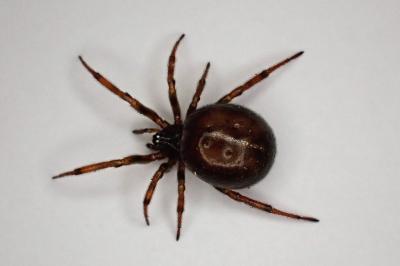 <i>Steatoda bipunctata</i>