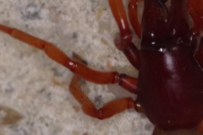 <i>Dysdera</i>