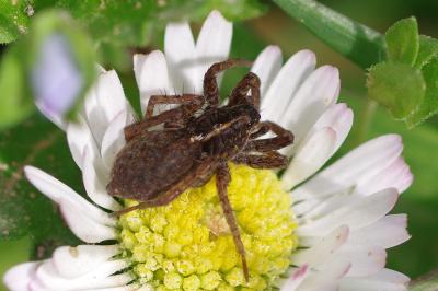 <i>Pardosa</i>