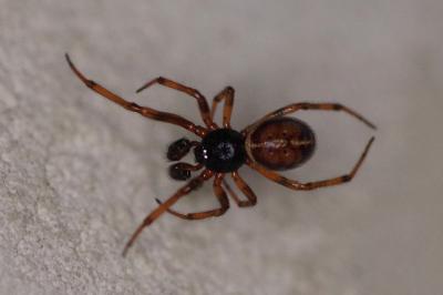 <i>Steatoda bipunctata</i>