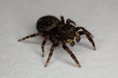 <i>Pseudeuophrys erratica</i>