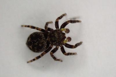 <i>Pseudeuophrys erratica</i>