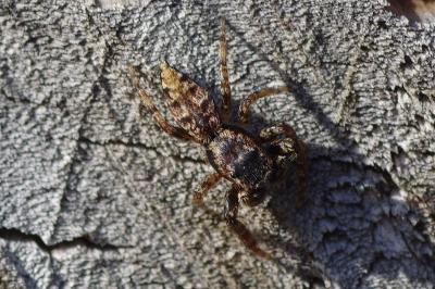 <i>Marpissa muscosa</i>