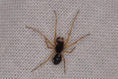 <i>Pachygnatha degeeri</i>