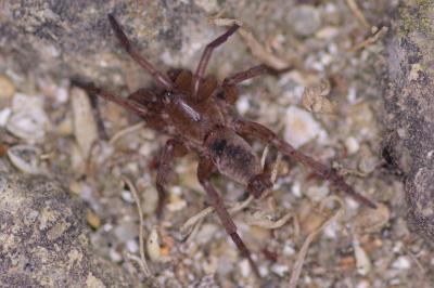 <i>Drassodes</i>