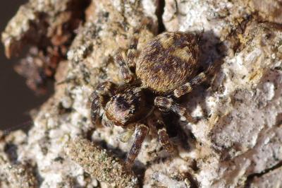 <i>Pseudeuophrys erratica</i>