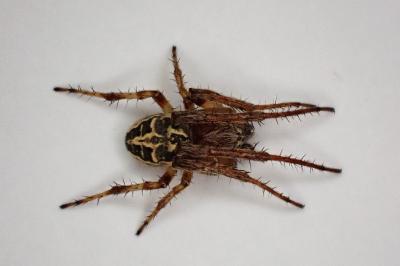 <i>Larinioides cornutus</i>