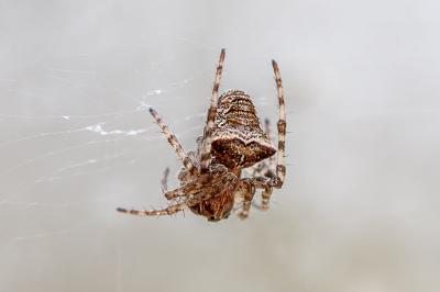 <i>Gibbaranea bituberculata</i>