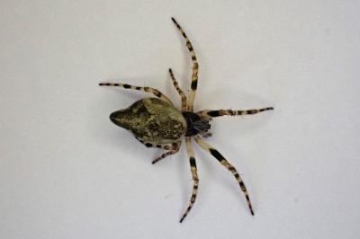 <i>Cyclosa conica</i>