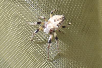 <i>Larinioides</i>