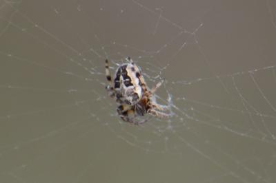 <i>Larinioides</i>