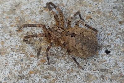 <i>Zoropsis spinimana</i>