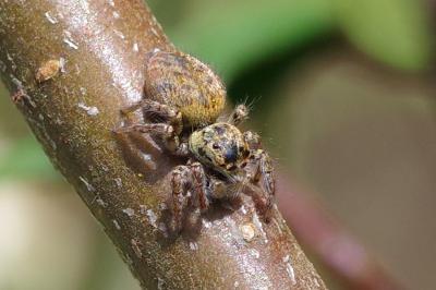 <i>Carrhotus xanthogramma</i>