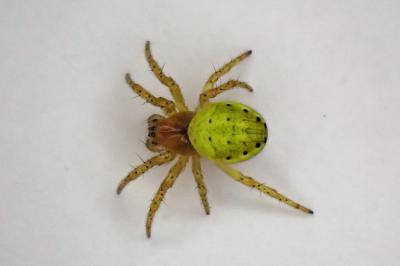 <i>Araniella</i>