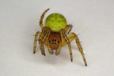 <i>Araniella</i>
