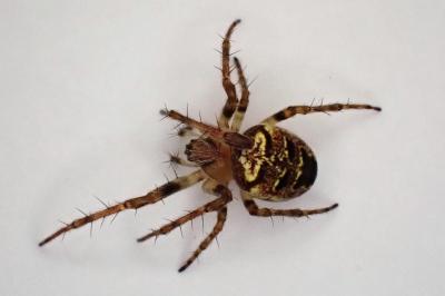 <i>Zilla diodia</i>