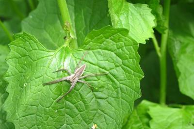<i>Pisaura mirabilis</i>