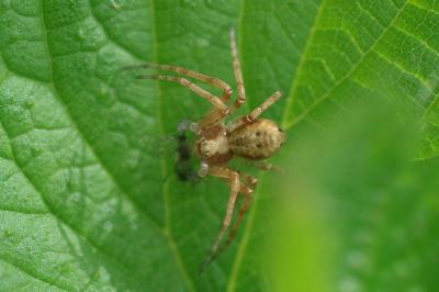 <i>Philodromus</i>