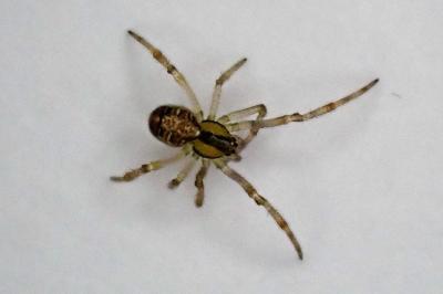 <i>Phylloneta</i>