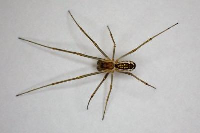 <i>Neriene radiata</i>