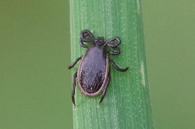 <i>Ixodes ricinus</i>
