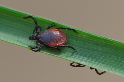 <i>Ixodes ricinus</i>