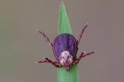 <i>Dermacentor reticulatus</i>