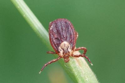 <i>Dermacentor reticulatus</i>