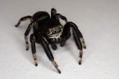 <i>Evarcha arcuata</i>