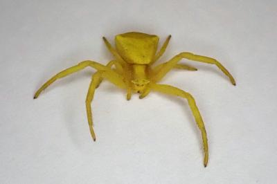 <i>Thomisus onustus</i>