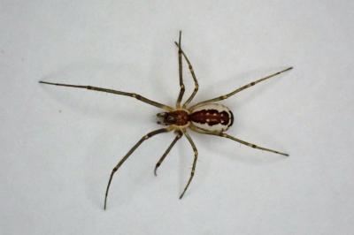 <i>Neriene radiata</i>