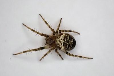 <i>Zilla diodia</i>