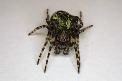 <i>Gibbaranea gibbosa</i>