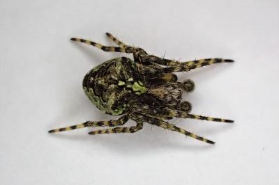 <i>Gibbaranea gibbosa</i>
