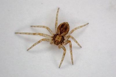 <i>Philodromus</i>