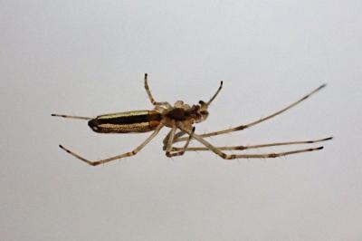 <i>Tetragnatha</i>