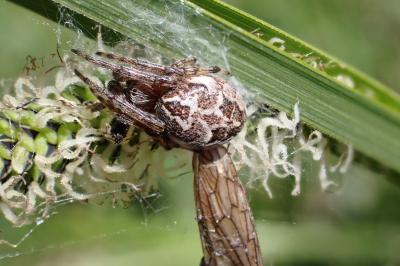 <i>Larinioides cornutus</i>