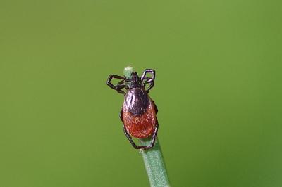 <i>Ixodes ricinus</i>