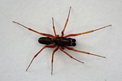 <i>Neriene clathrata</i>