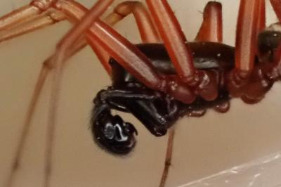 <i>Neriene clathrata</i>