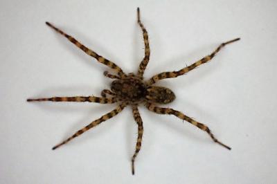 <i>Arctosa</i>