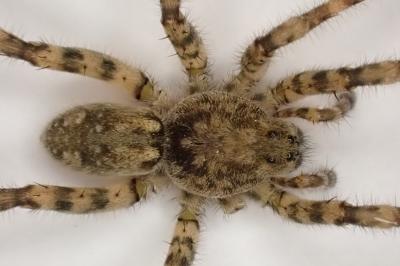 <i>Arctosa</i>