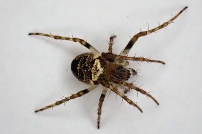 <i>Zilla diodia</i>