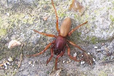 <i>Dysdera</i>