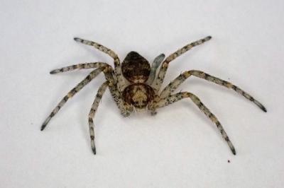 <i>Philodromus</i>