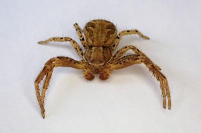 <i>Xysticus</i>